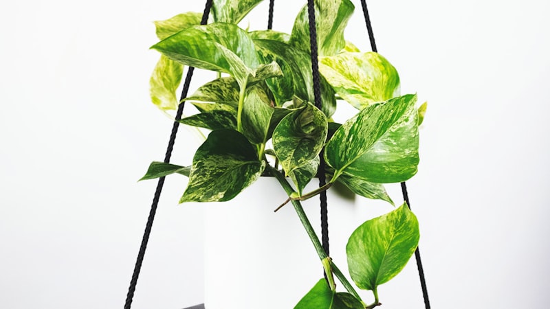 2026世界杯官方会徽与吉祥物设计理念正式发布